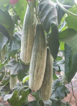 盐城哪有卖羊角蜜甜瓜苗,高邮嫁接甜瓜苗育苗厂家