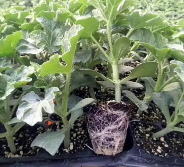 镇江哪有卖西瓜嫁接苗,宜兴专业育美都西瓜苗厂家