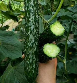 鲁山哪有育强雌黄瓜苗,平顶山批发黄瓜苗基地2026